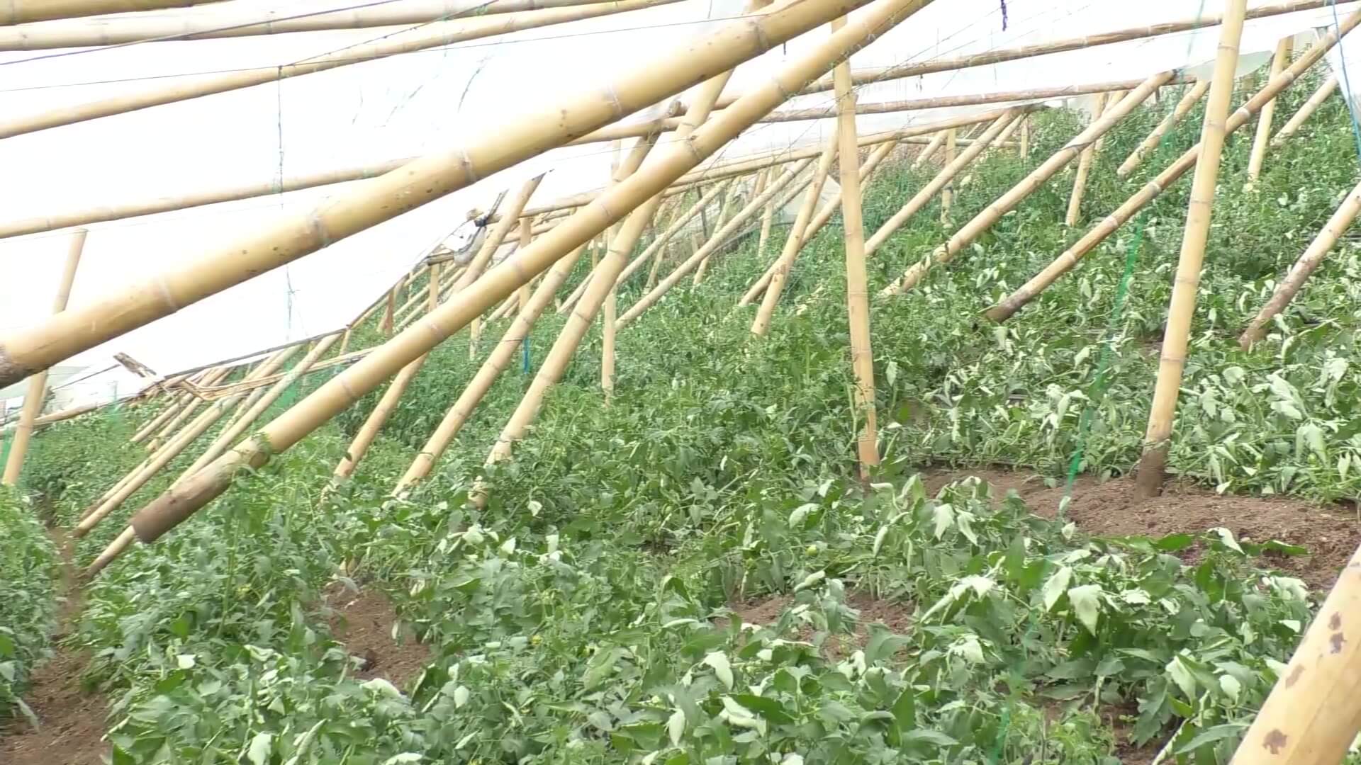 Destruidos cultivos de tomate por lluvias