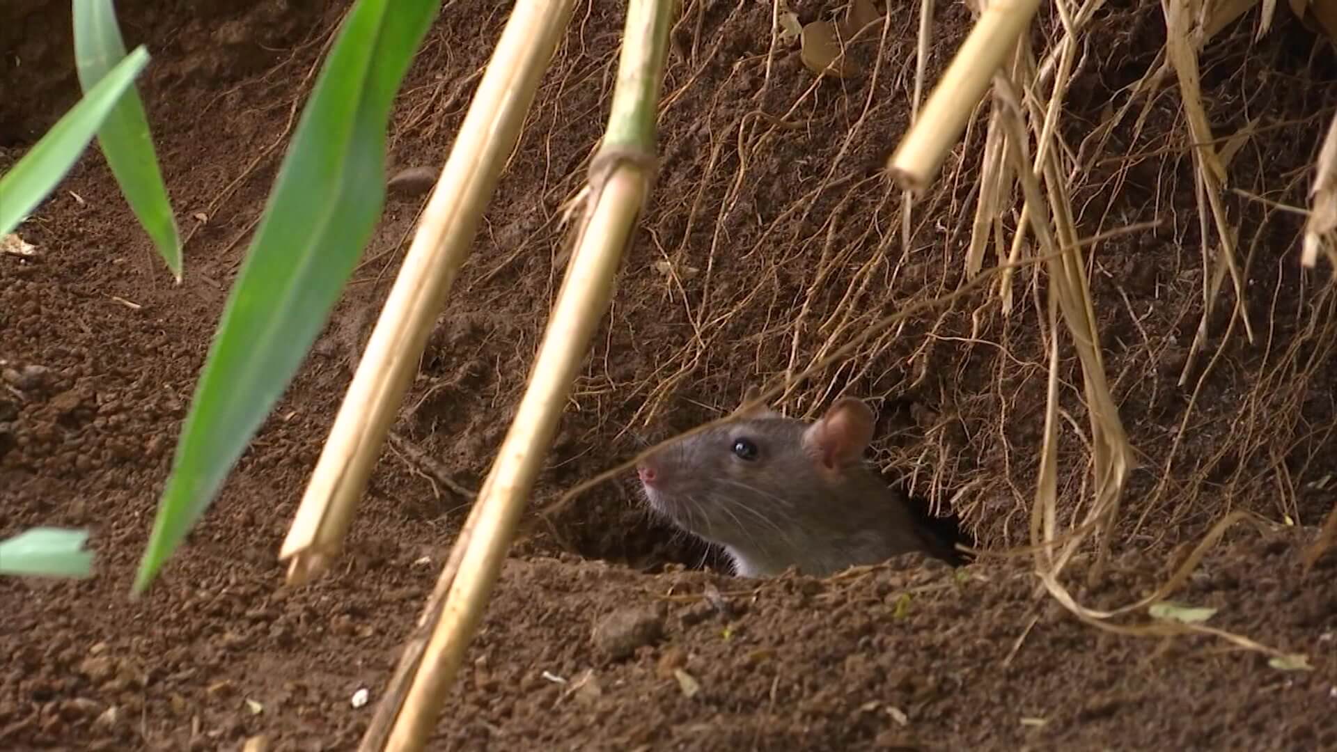 Buscan controlar proliferación de ratas en la ciudad