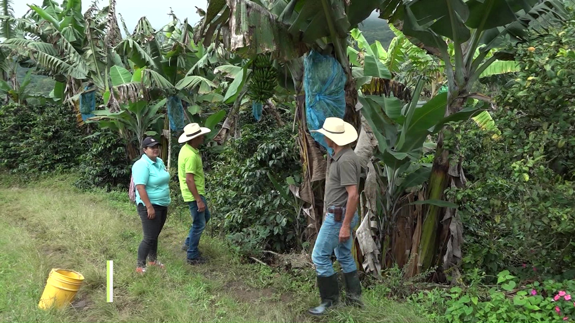 Colombia celebra hoy el día del campesino
