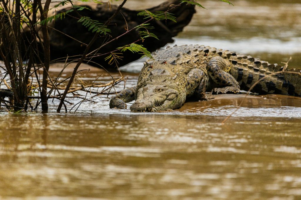 Hombre se lanza a laguna infestada de cocodrilos en Tabasco imprudencia o acto desesperado