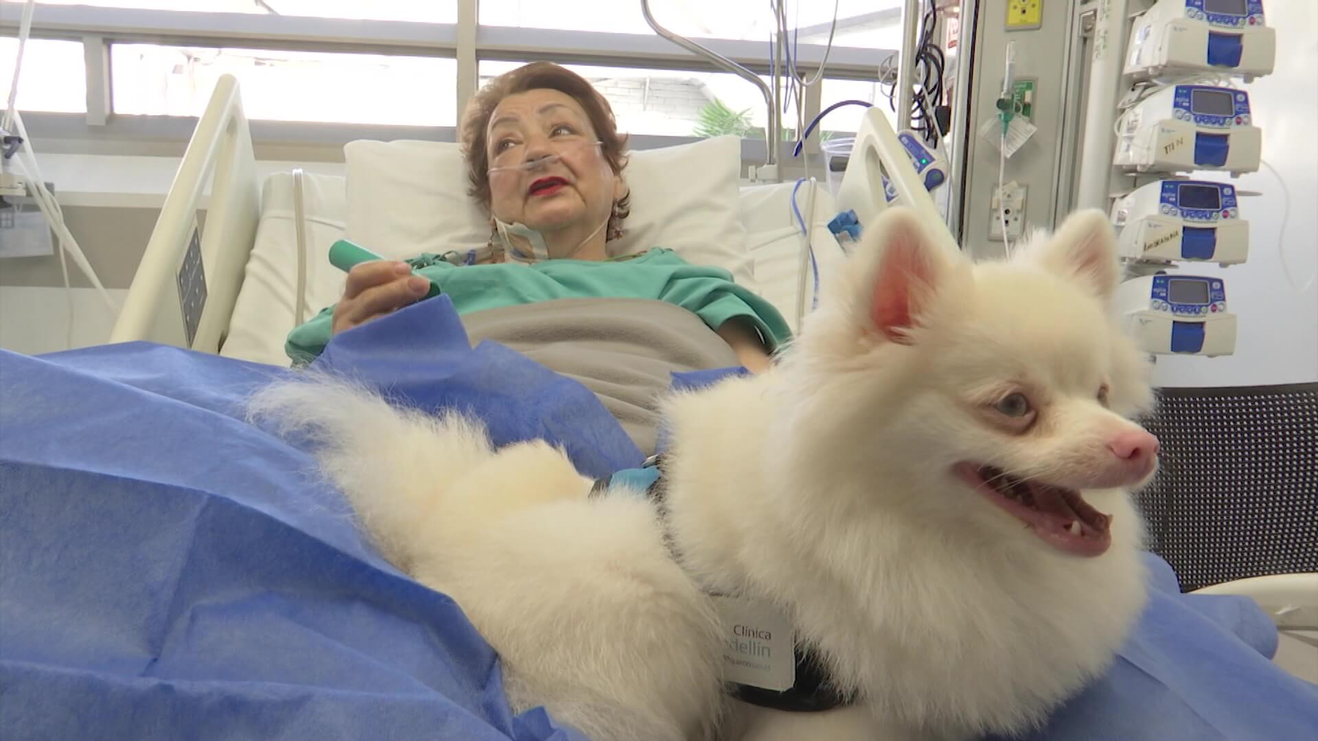 Ocho perros ayudan a pacientes hospitalizados