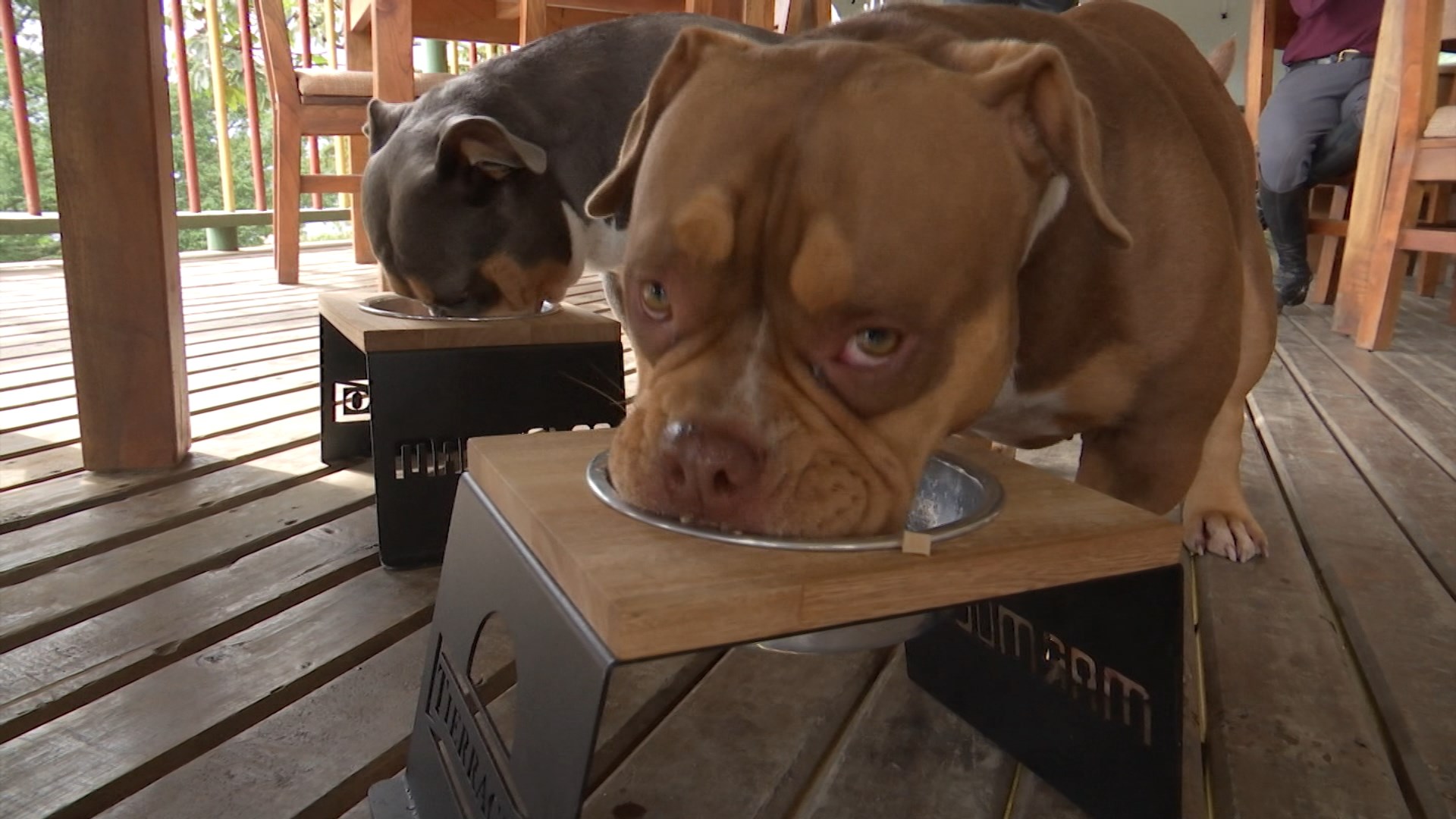 Restaurante ofrece un menú para perros