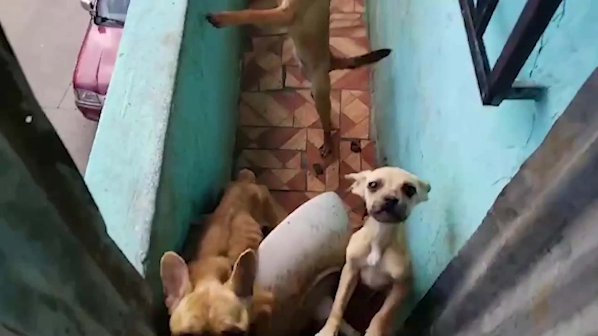 Rescatan 4 perros en lamentables condiciones