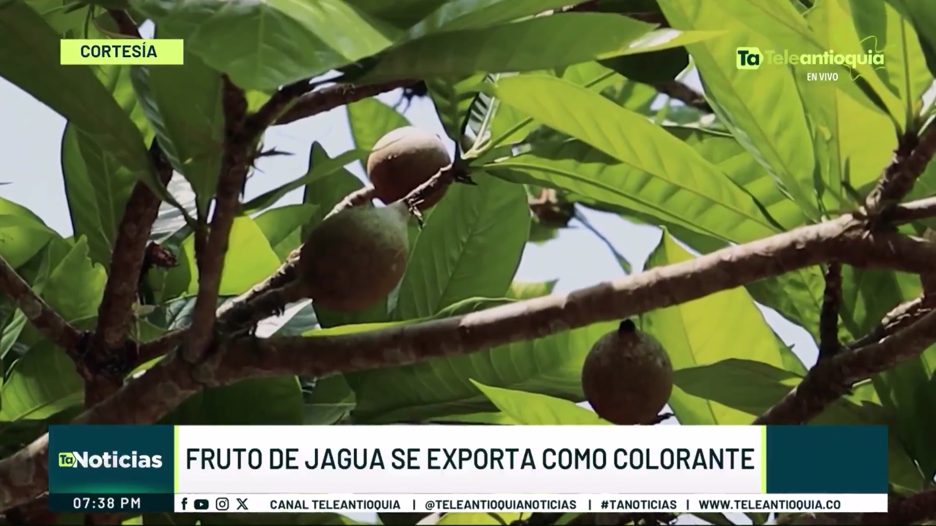 Fruto de jagua se exporta como colorante