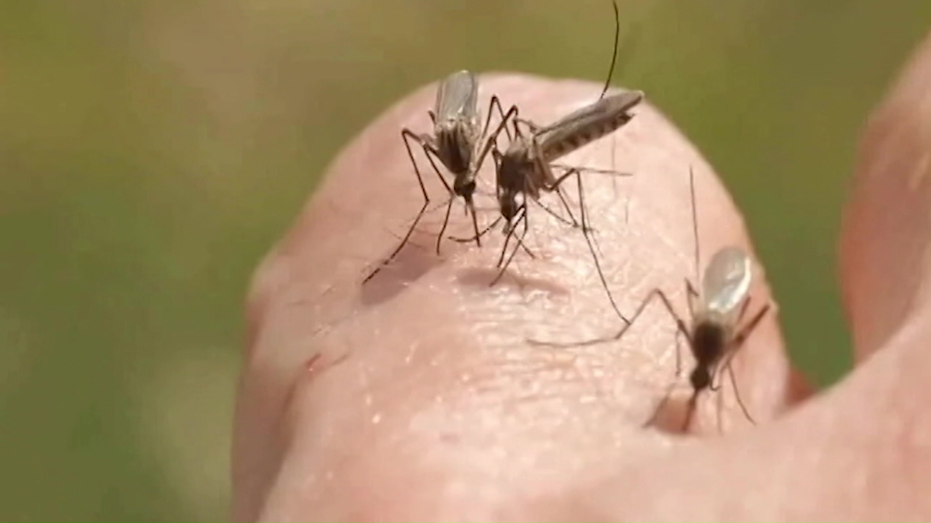 6.500 casos de dengue en Antioquia