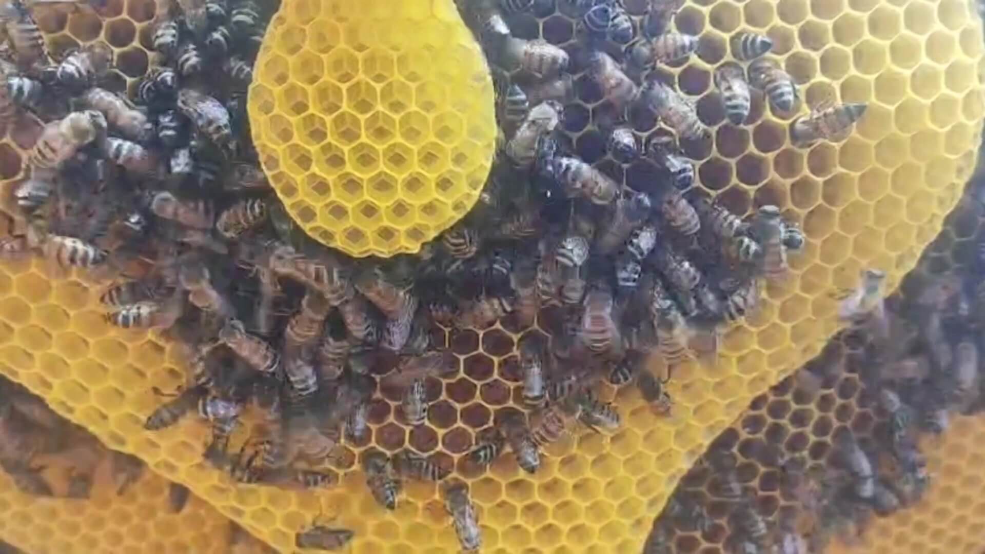 200 mil abejas envenenadas en Alejandría