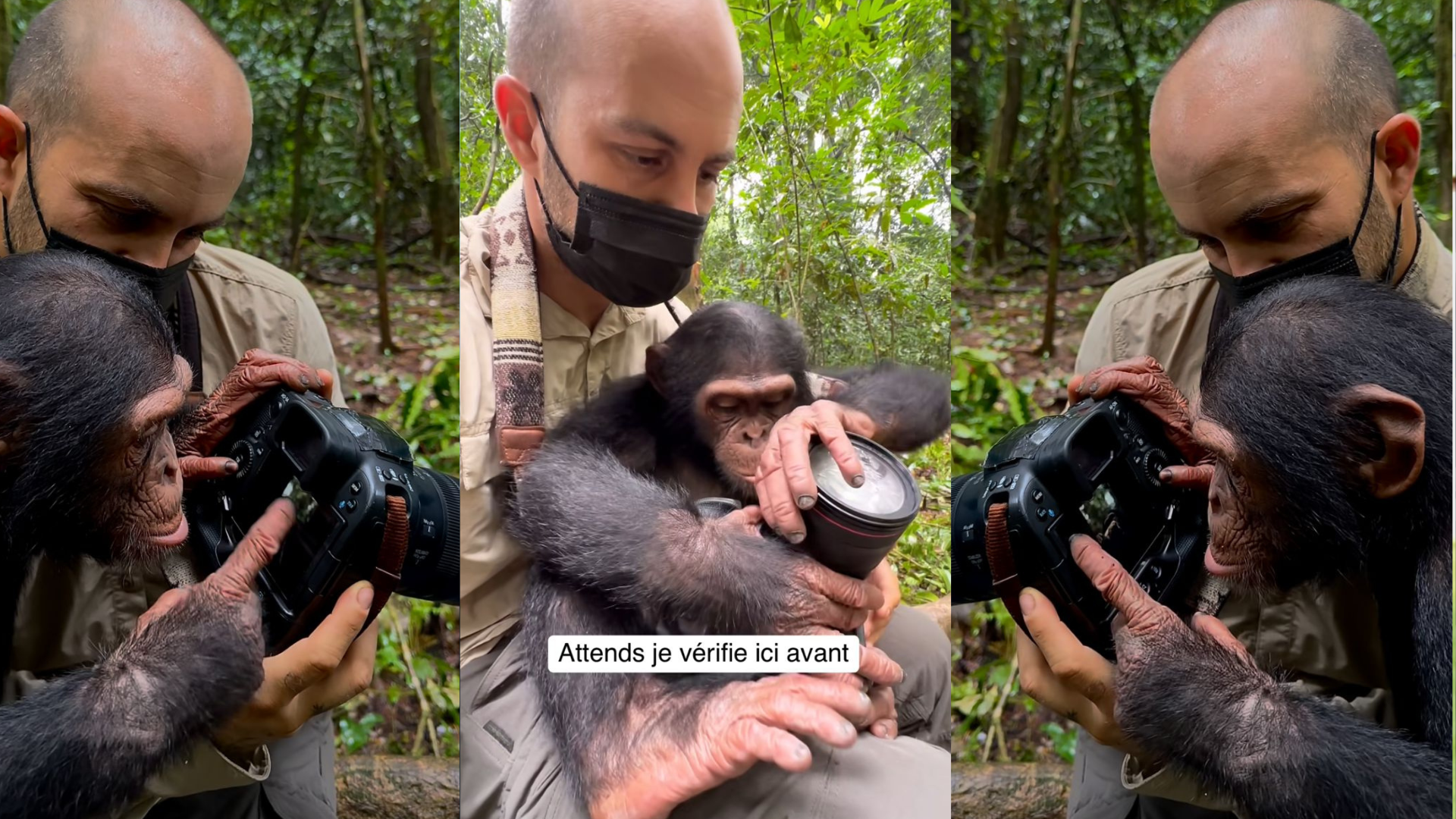En los videos se observa al fotógrafo y el chimpancé disfrutando de un momento único desde el respeto a la forma de vivir de cada uno. Foto: capturas de pantalla video Instagram @jcpieri