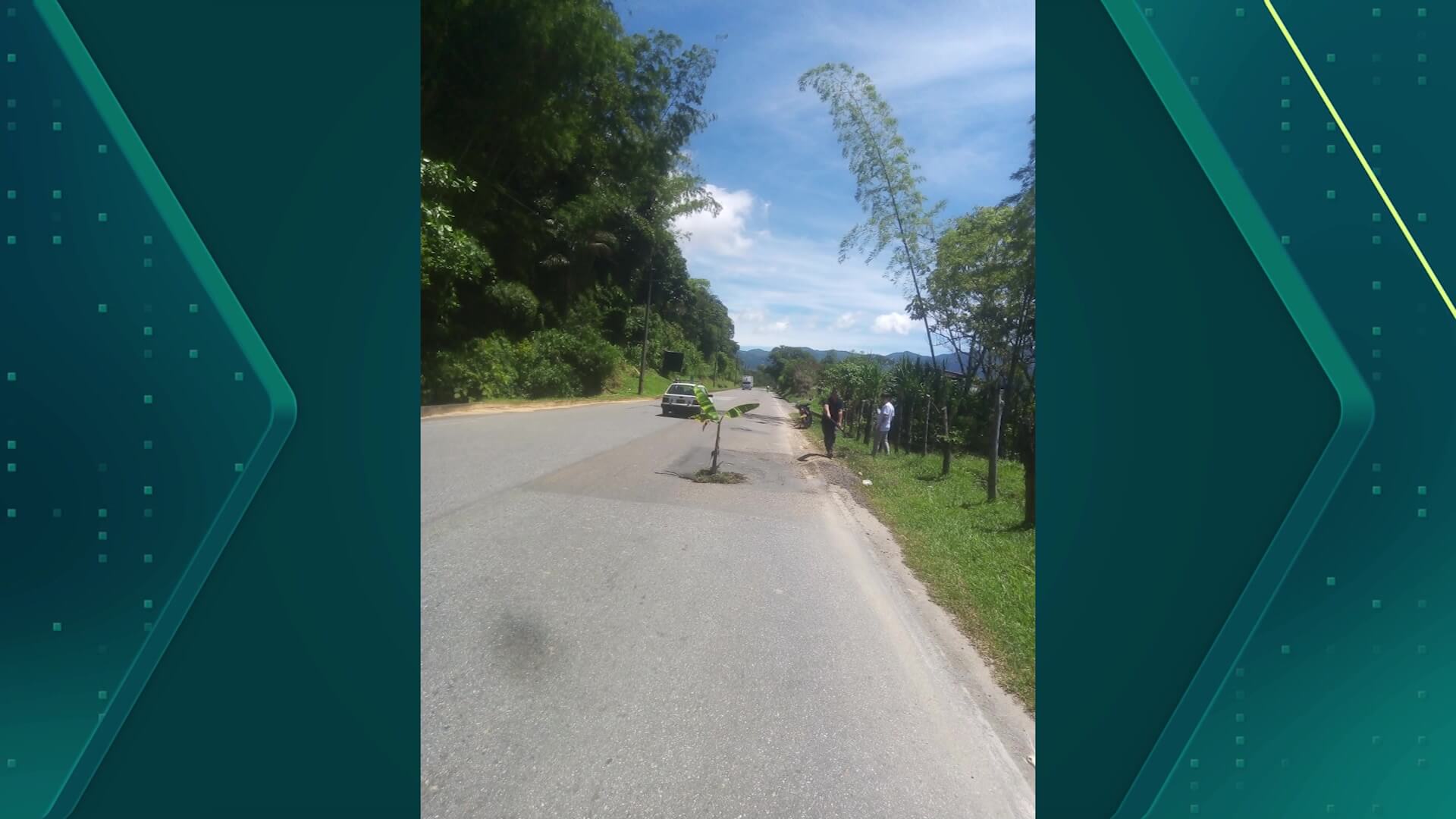 Como protesta usan árboles para tapar huecos en la autopista Medellín-Bogotá