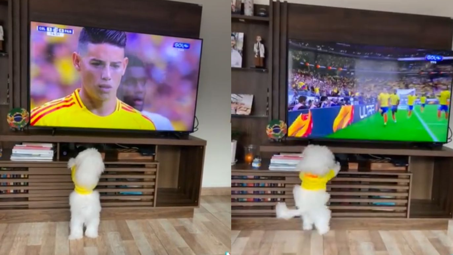 ¡Hincha de cuatro patas! Perrito celebra los goles de la Selección Colombia en la Copa América