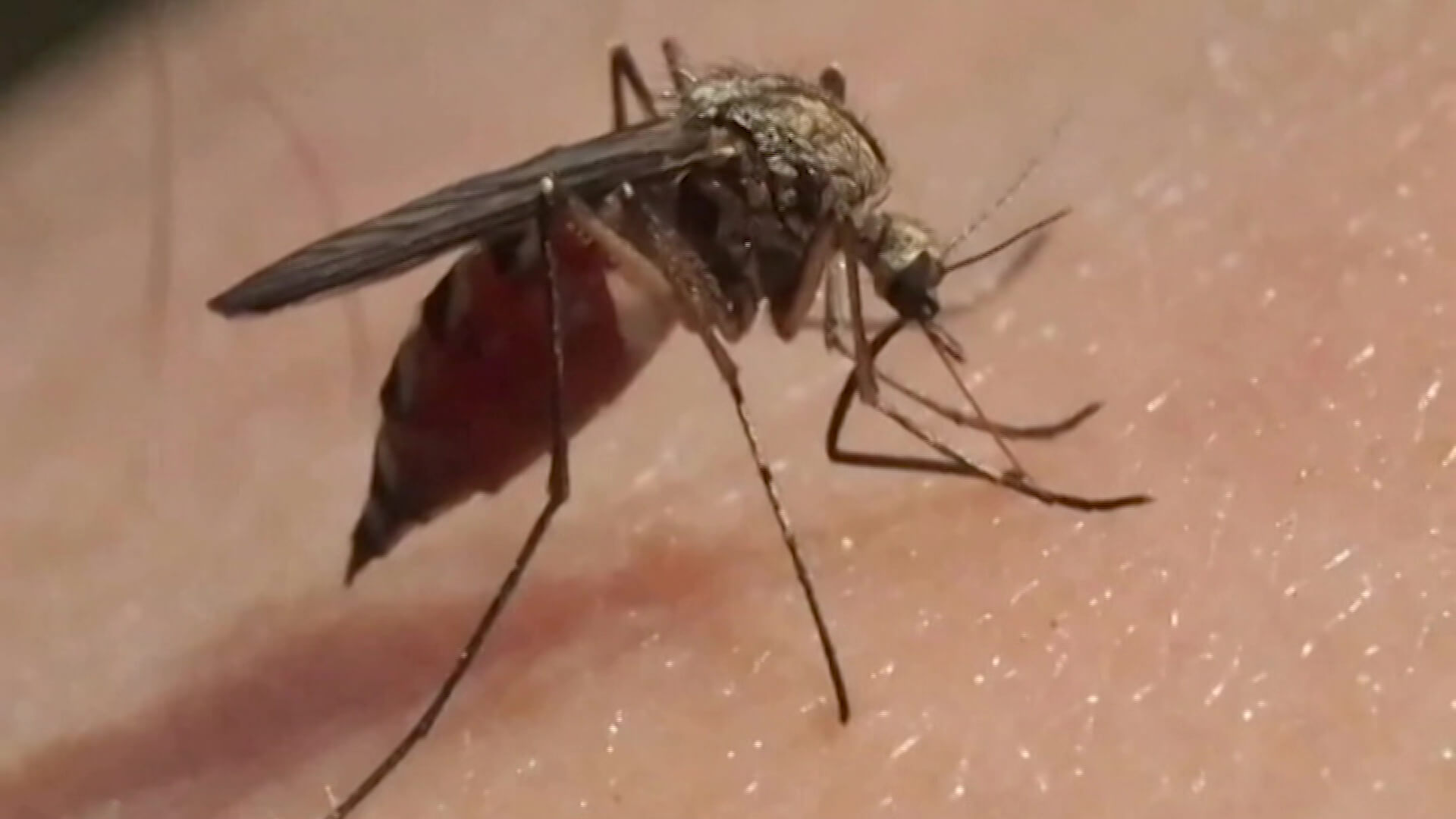 Foto: Teleantioquia - Aedes aegypti: el mosquito que te lleva al dengue