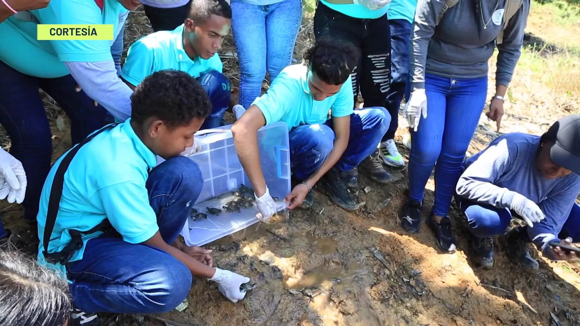 Liberadas 400 tortugas hicoteas en Nechí