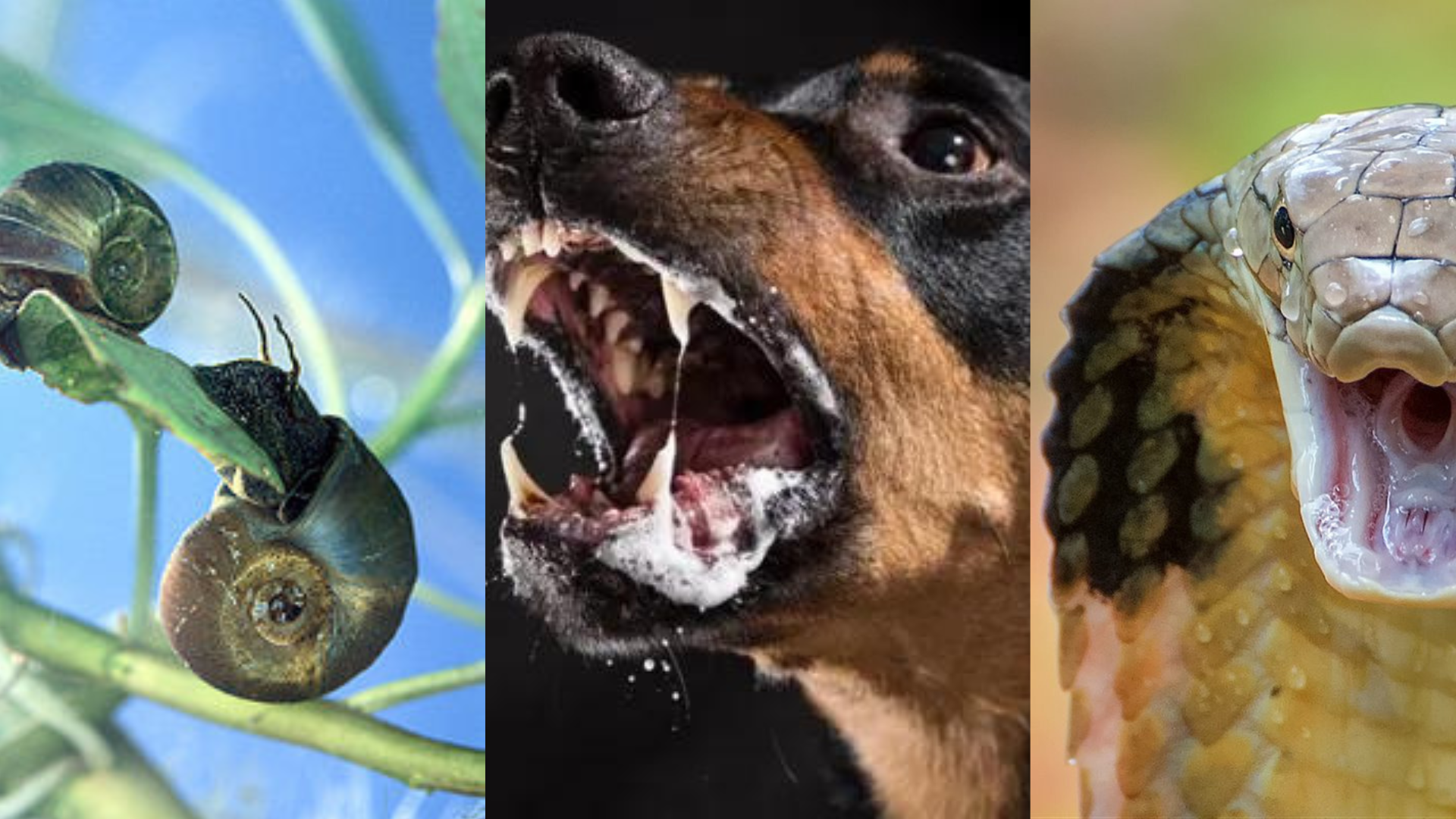 Estos son los 5 animales que causan más muertes cada año