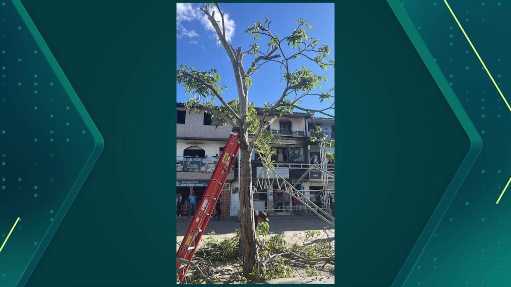 Cortan guayacán, árbol emblemático de Anorí