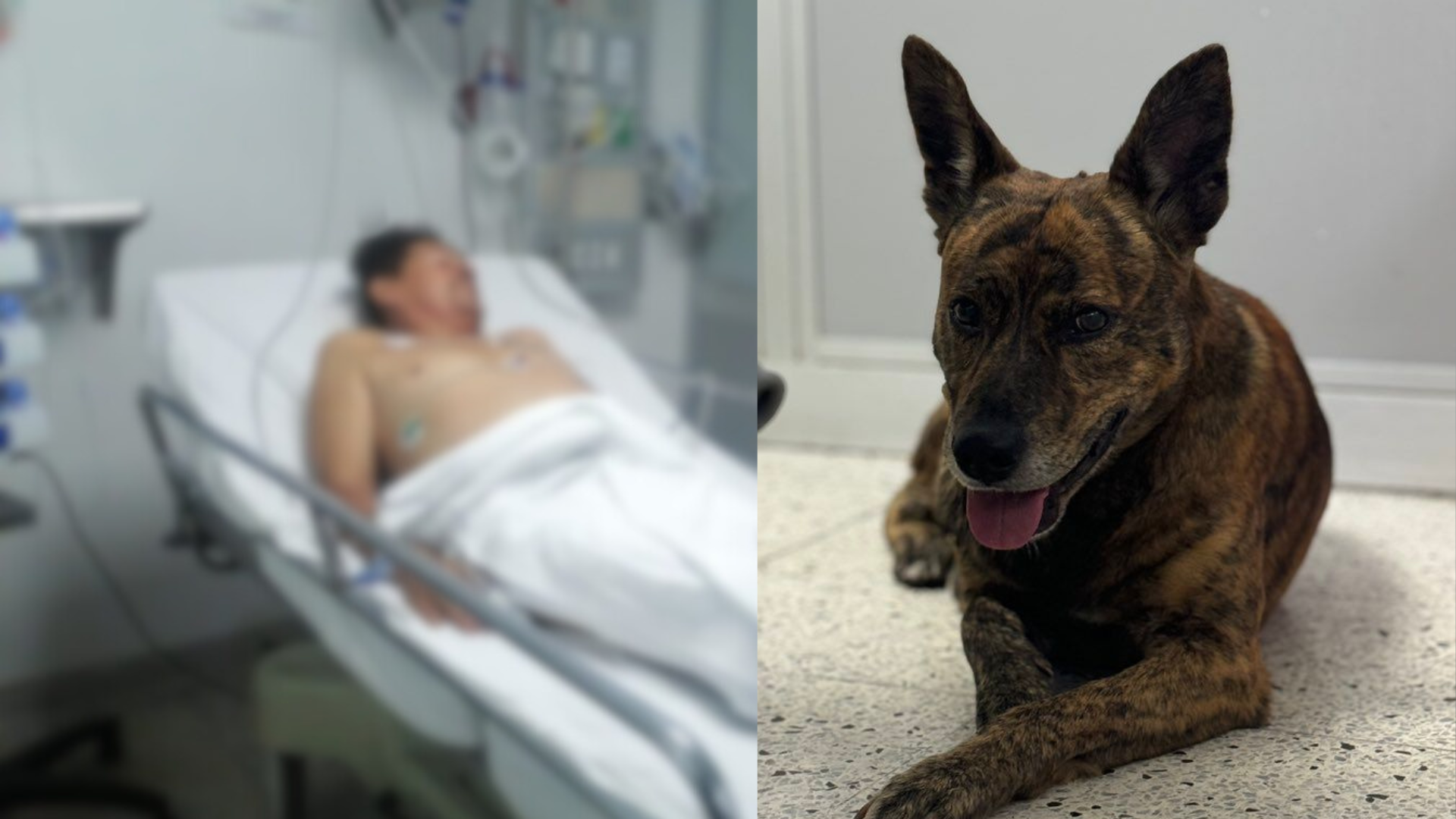 Jack, el perrito que nunca desamparó a su dueño en el Hospital General de Medellín