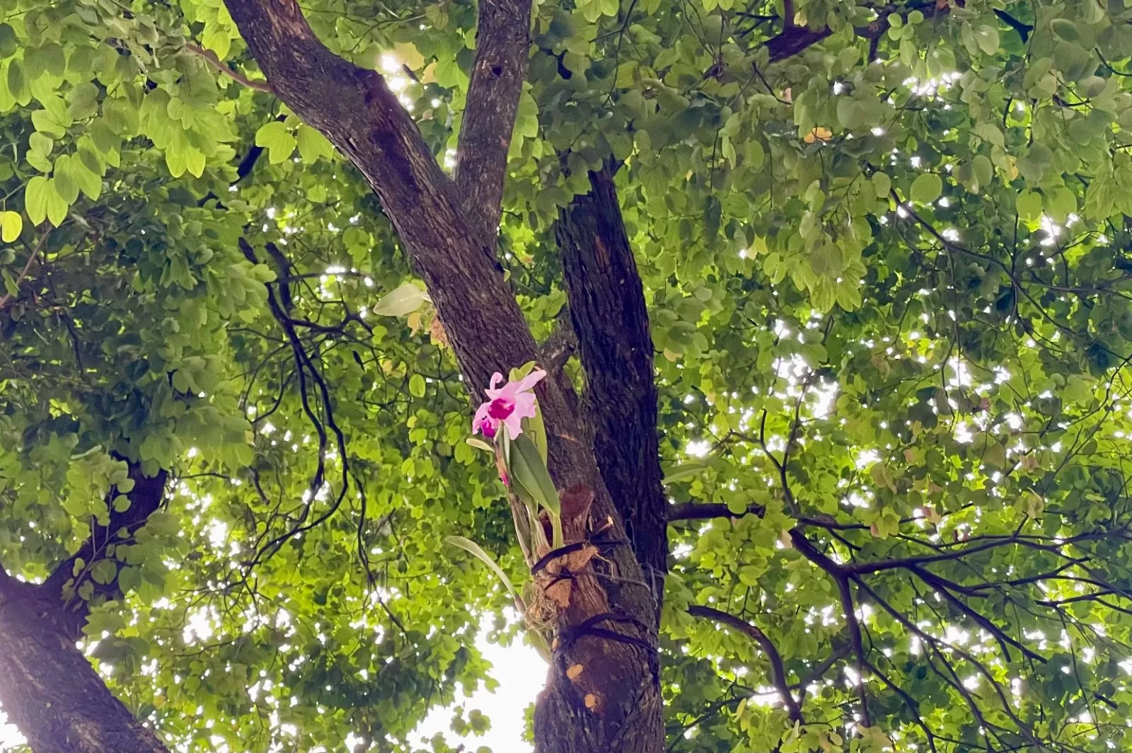 800 orquídeas fueron donadas para embellecer Medellín. Conoce dónde están ubicadas