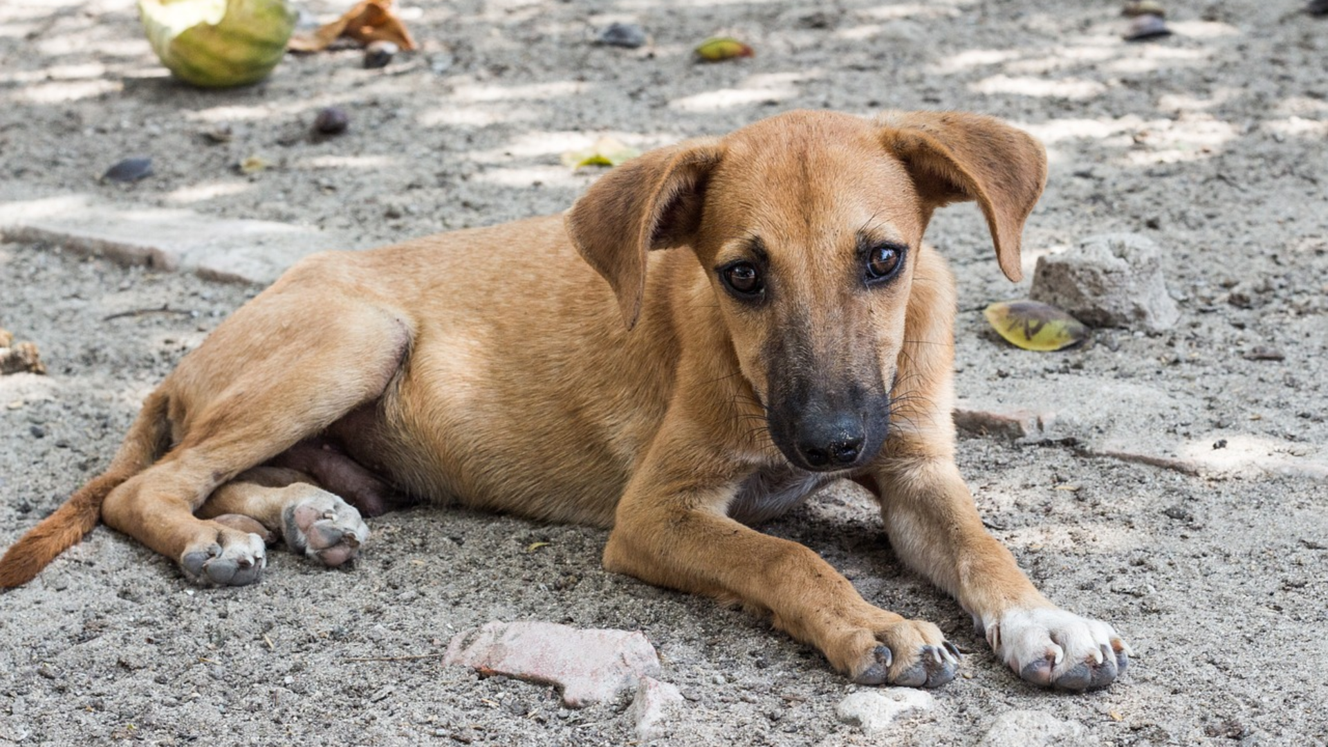 Tips para ayudar a un perrito callejero