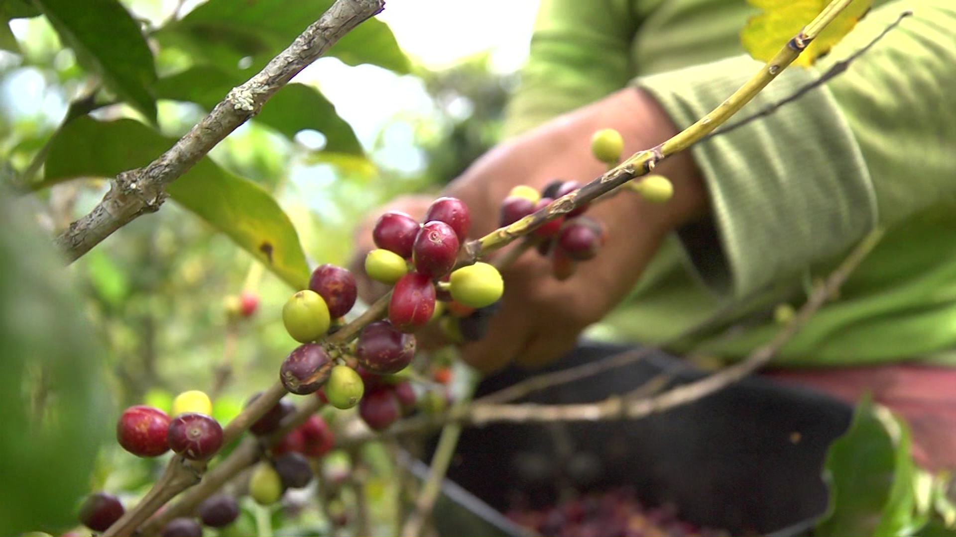 Plan Cosecha busca garantizar seguridad en recolección de café en Antioquia