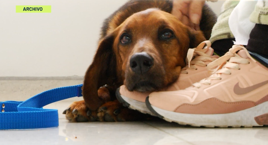 Los animales de compañía son considerados como bienes no embargables por la Corte Constitucional. Foto: Archivo