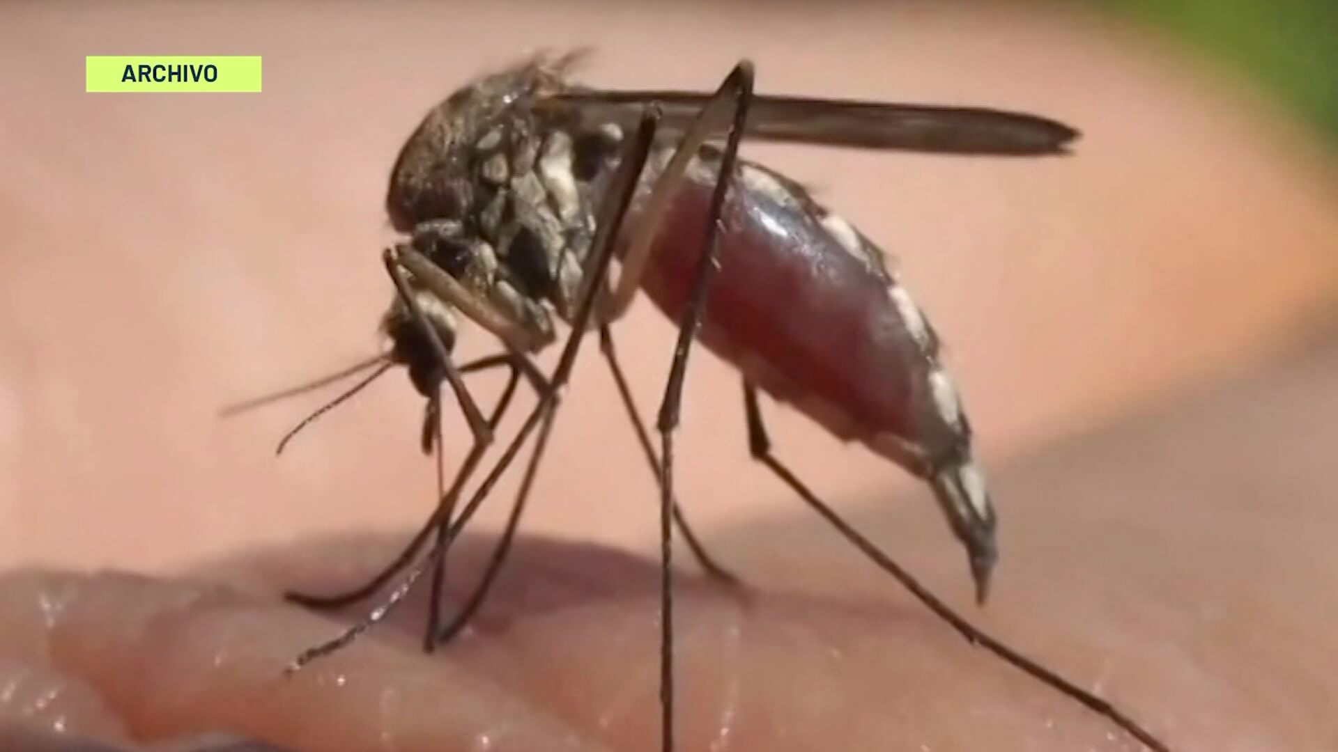 Dengue y malaria: se agotan las camas en urgencias de Necoclí