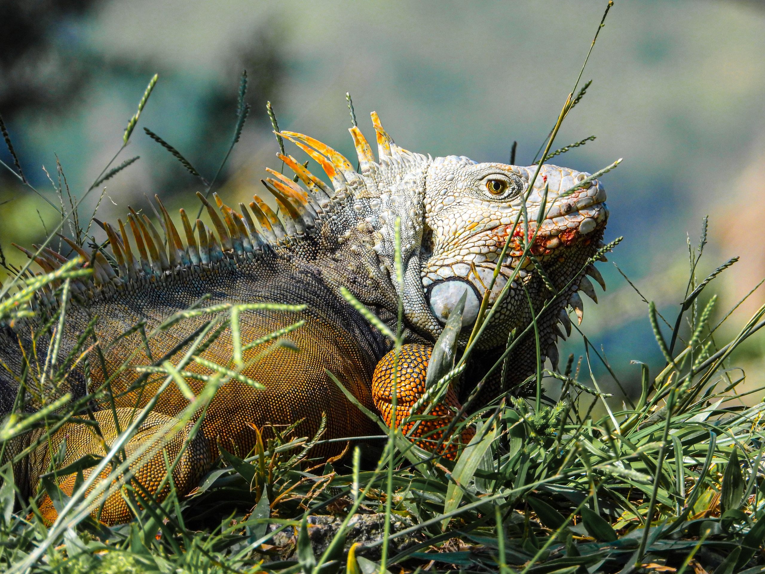 Aumenta la presencia de iguanas urbanas en el Valle de Aburrá: ¿Qué hacer si las ves tomando el sol?