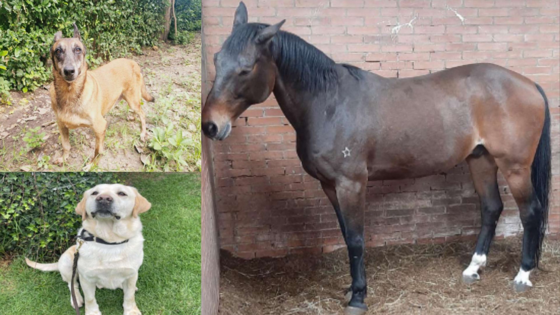 Estos son algunos de los animales que buscan una familia. Foto: Dirección de carabineros y protección animal. 
