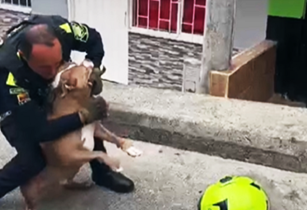 Video: De un disparo policía mata a pitbull que mordía a su compañero