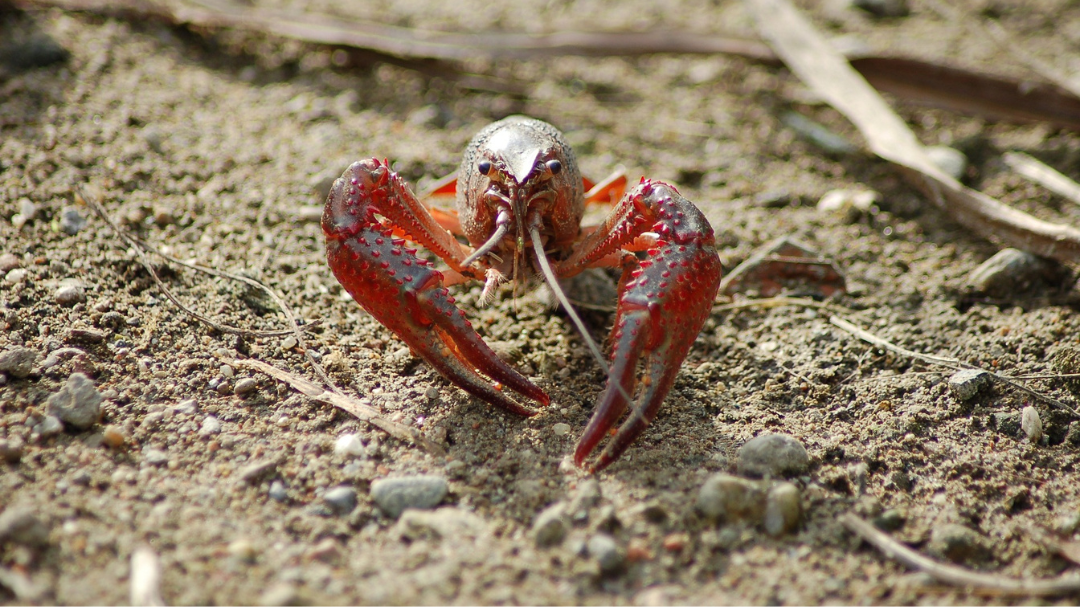 Riesgo ambiental: Alerta por invasión de ‘langostilla roja’ en humedales de Rionegro