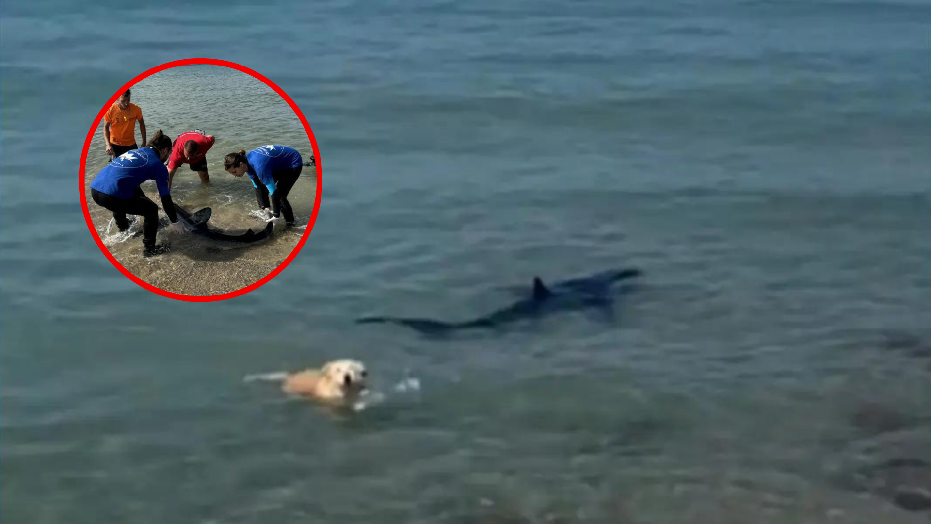 Video: Un perro se lanza al mar y persigue a un tiburón en una playa de España, ¿Cuál fue el desenlace?