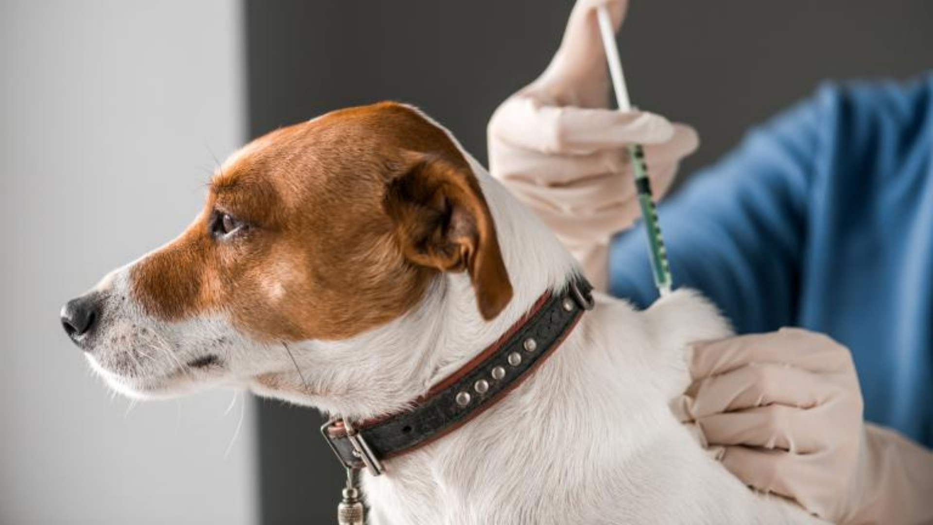 El Veterinario creador de la vacuna, lleva más de 15 años trabajando en ella y recientemente se lanzó al mercado en Chile. Foto: Zooplus
