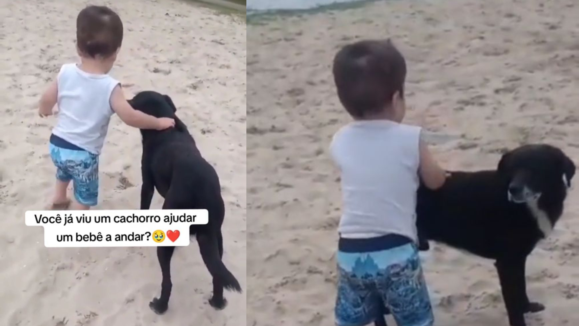 Preto, el perro fiel que ayudó a un niño a dar sus primeros pasos tras una lesión cerebral