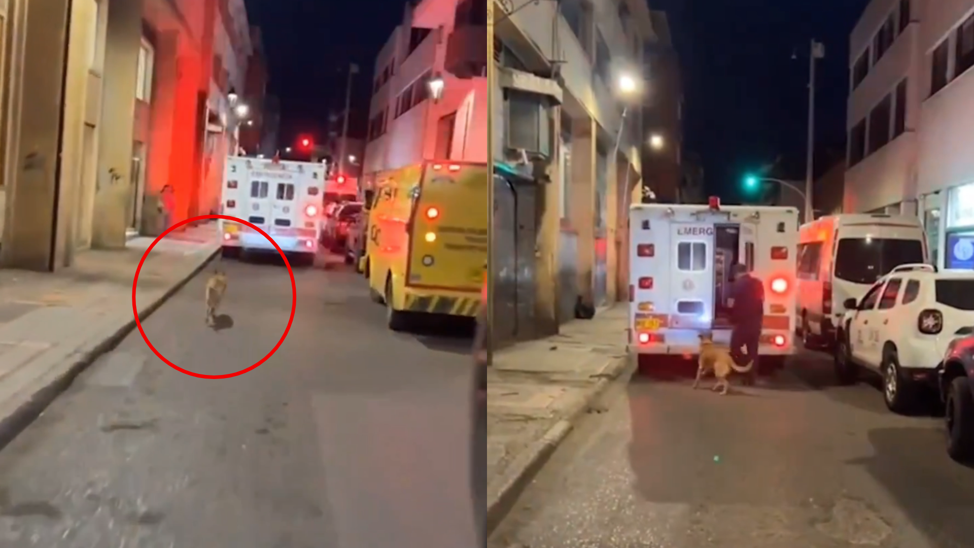 Paramédicos permiten que perrito suba a la ambulancia tras correr detrás por 20 cuadras. Foto: pantallazos video @martilicious619