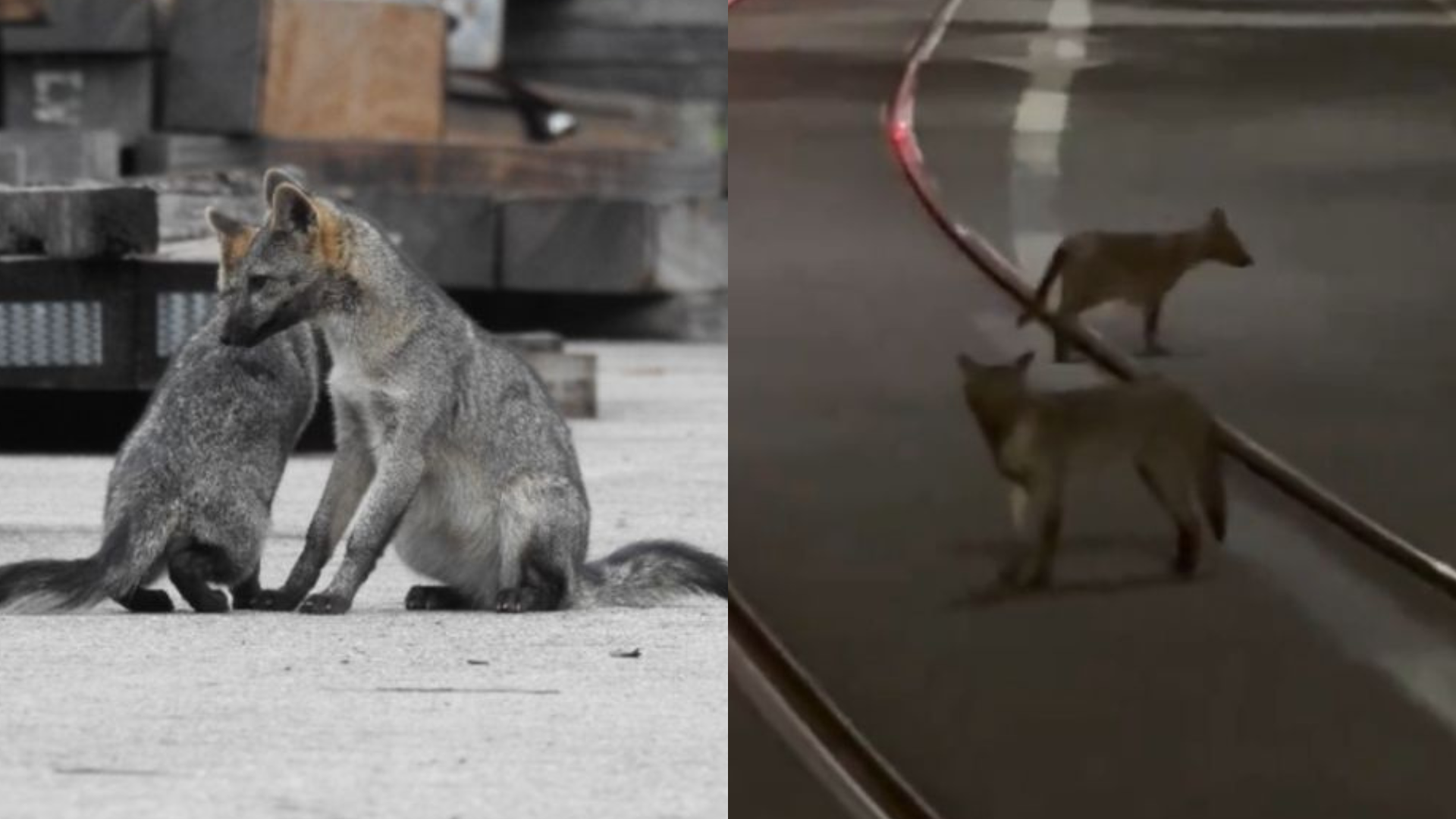 Tierno video: pareja de zorro perros pasea por vías del Metro de Medellín