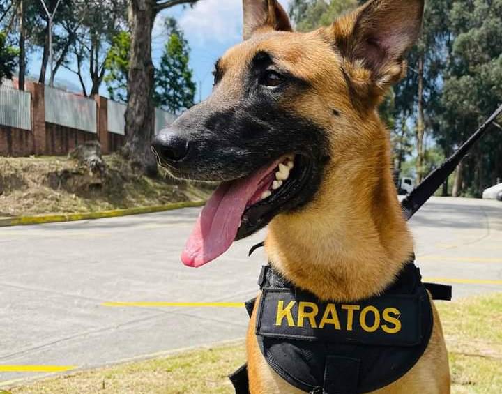 Dos perros soldados brindan apoyo emocional a militares heridos