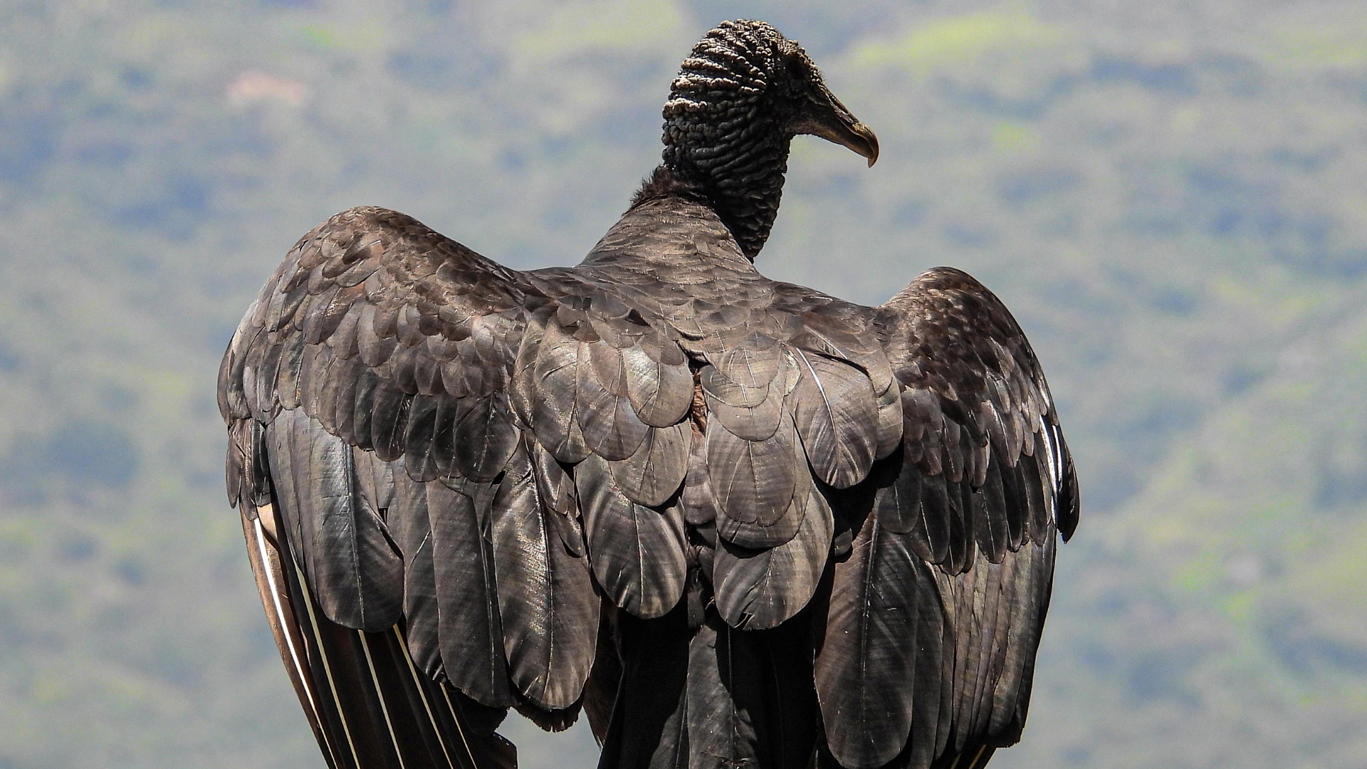 Emergencia en las calles: ¿Qué pasaría sin los gallinazos?