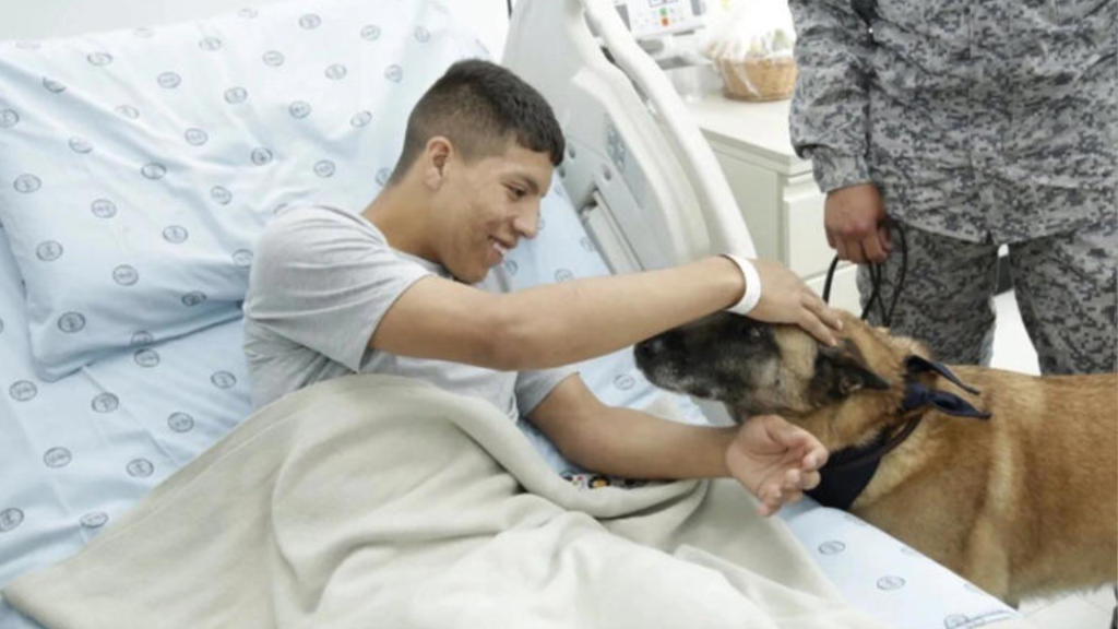 Dos perros soldados brindan apoyo emocional a militares heridos