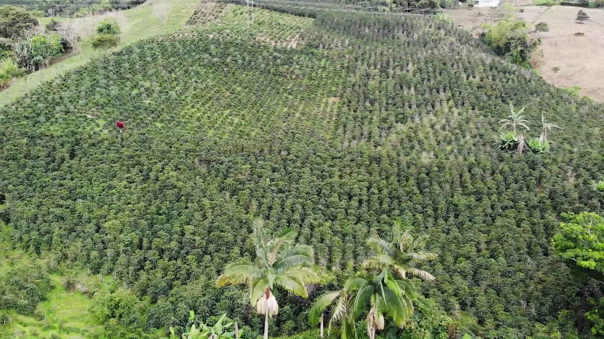 Antioquia es el encargado de producir el 15% del café colombiano