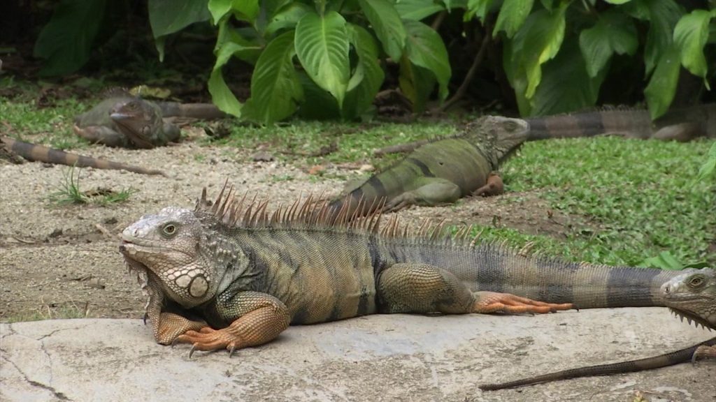 Crece la preocupación: Aumentan los Atropellamientos de Fauna Silvestre en Antioquia