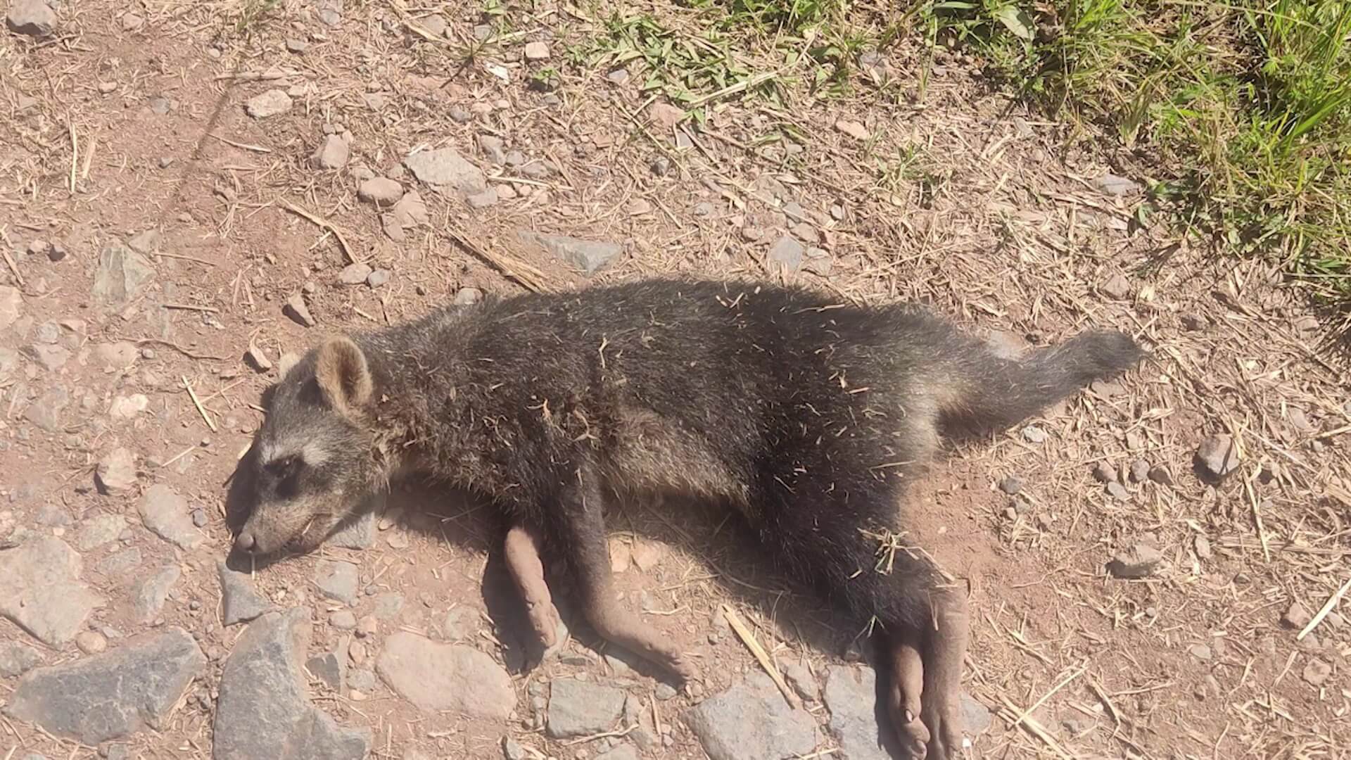 Aumenta el atropello de fauna silvestre en la doble calzada de Fredonia