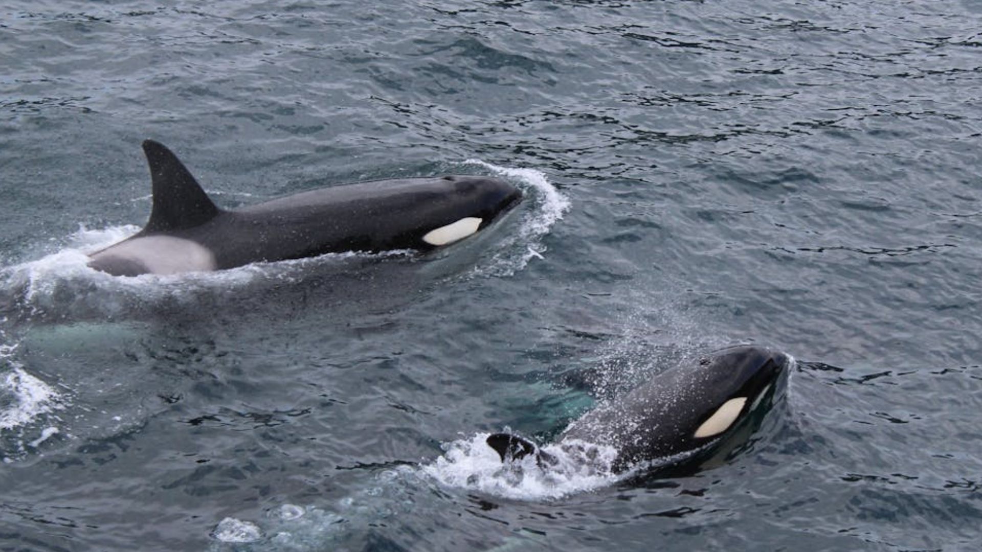 Dos grupos de orcas fueron vistos en una isla colombiana. Foto: Pexels