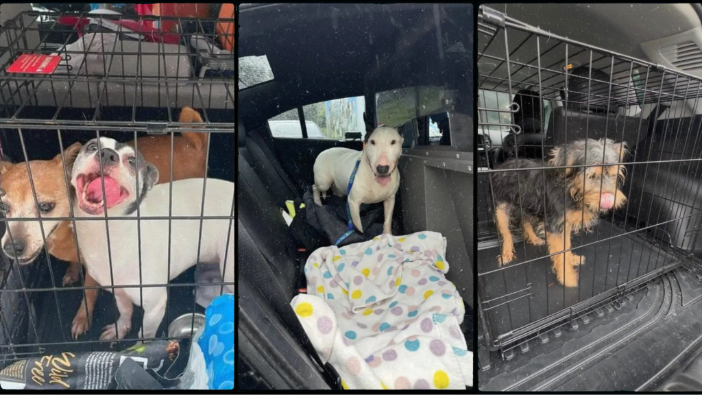 Mascotas abandonadas y rescatadas en el Huracán Milton