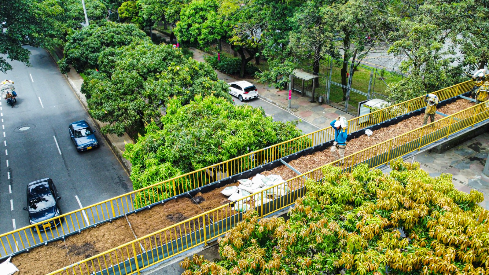 ¿Cómo le parece? Medellín transforma puentes en desuso en pasos para la fauna silvestre