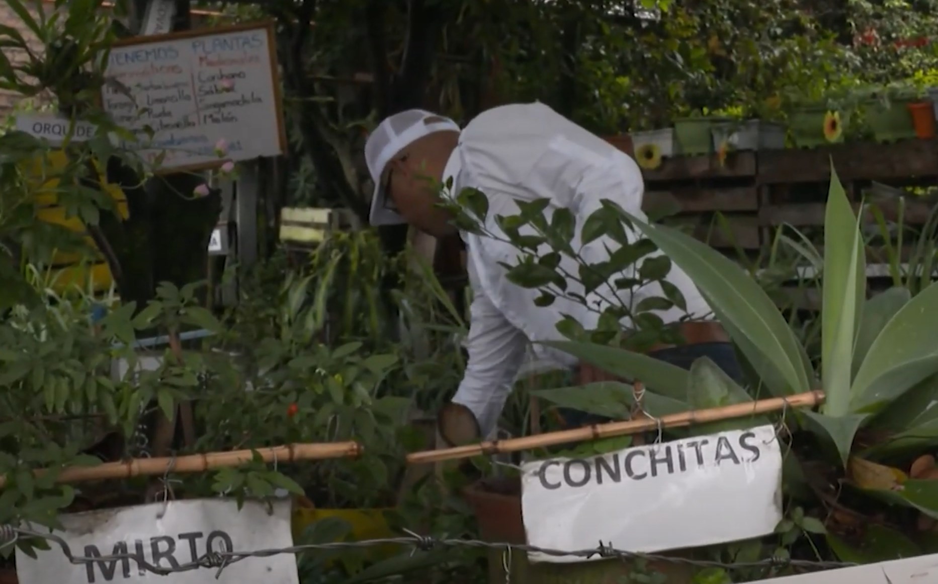 Antioquia impulsa huertas caseras: un cambio hacia la sostenibilidad