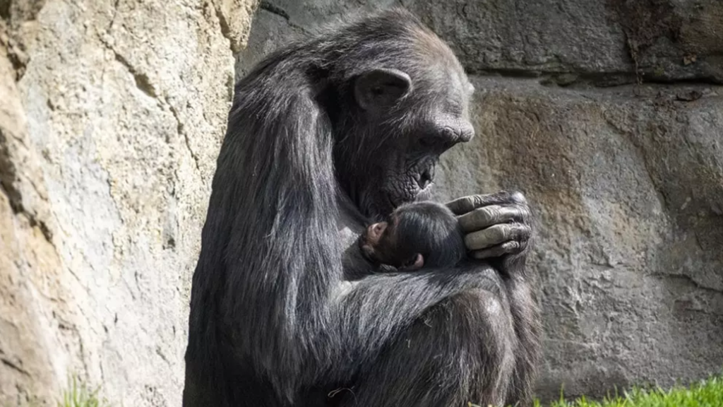 chimpancé cargó el cadáver de su cría por siete meses