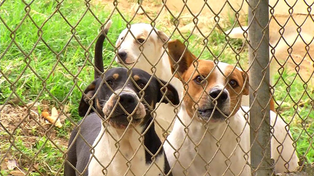 Crece el número de hogares con la tenencia de dos mascotas