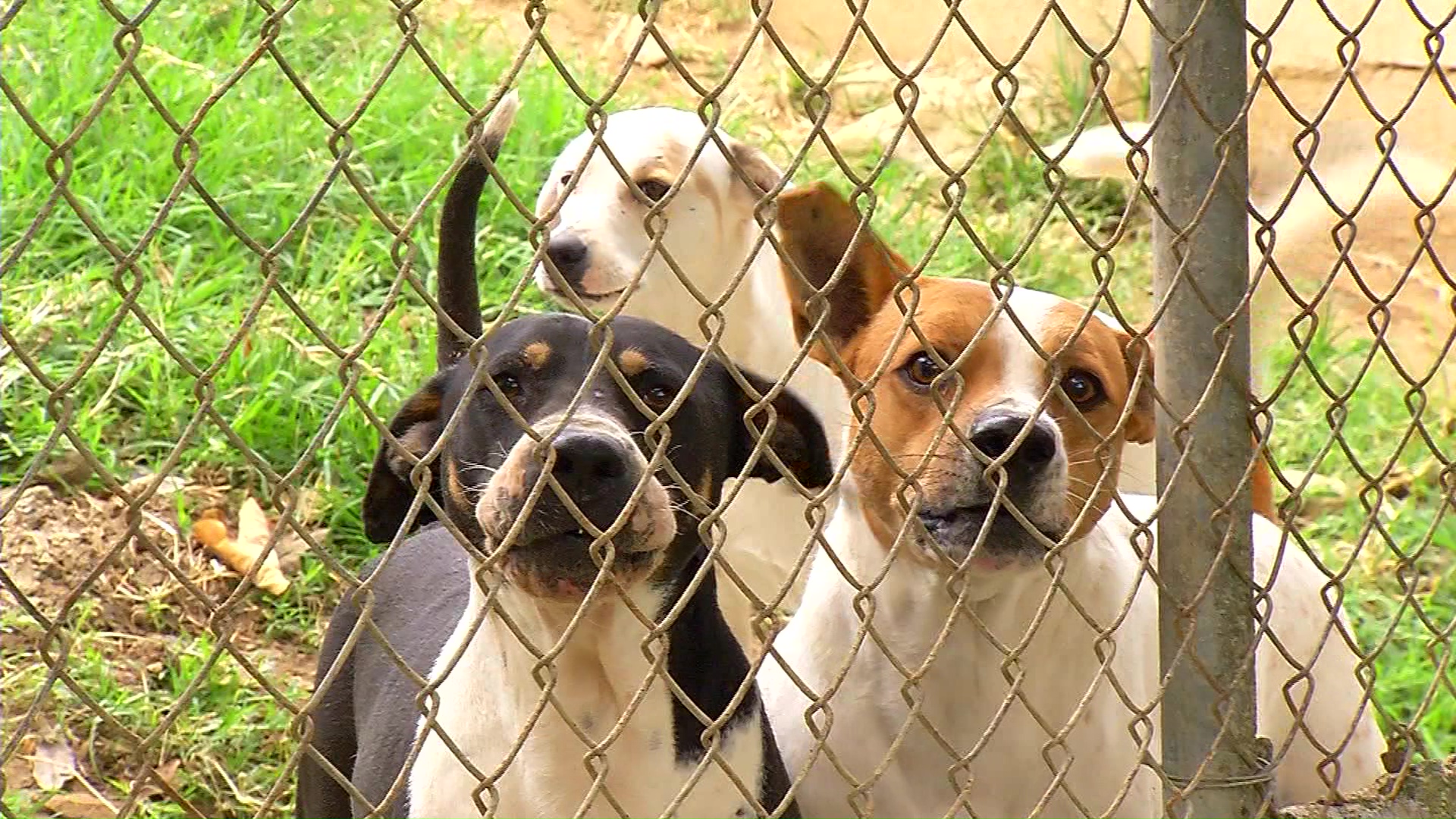 Crece el número de hogares con la tenencia de dos mascotas en Antioquia