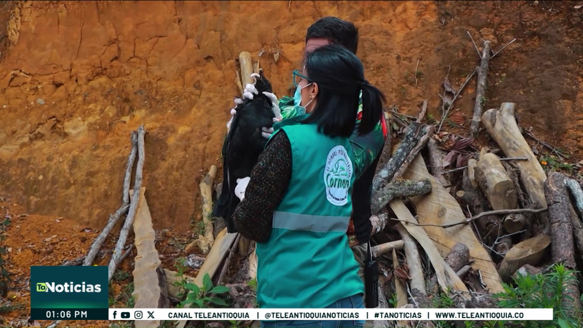 ¿Están matando gallinazos en Guarne? Han encontrado 16 aves muertas