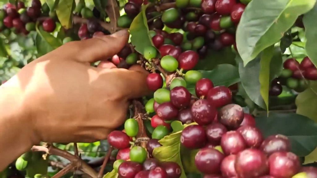 Crisis cafetera en Ituango: La sequía amenaza el sustento de campesinos