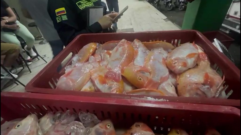 Incautan 7 toneladas de tilapia ilegal en Medellín