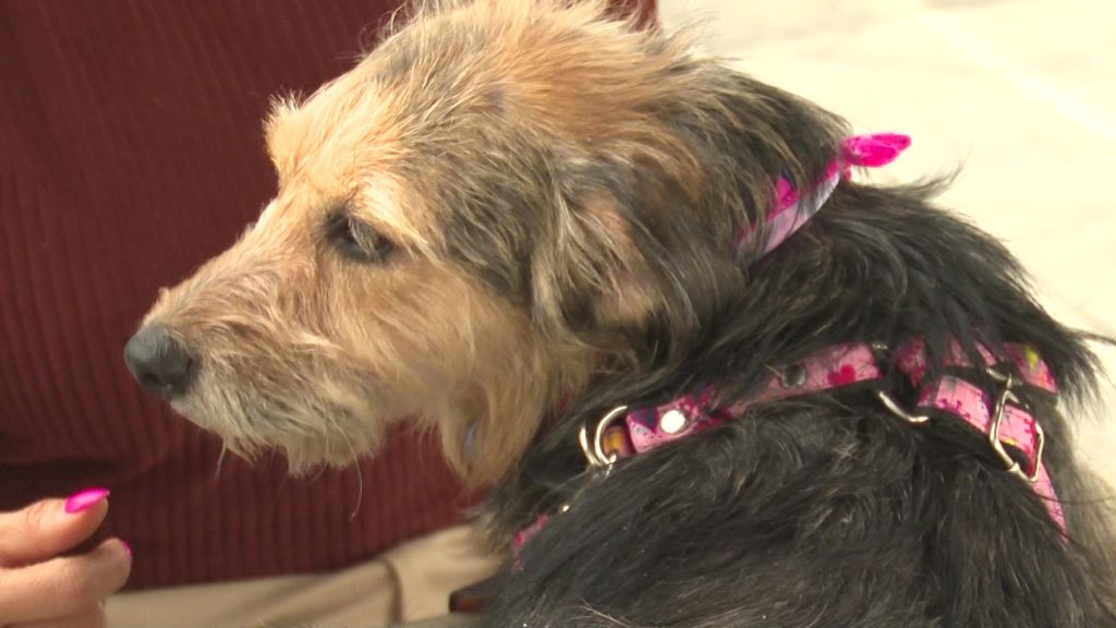 Denuncia por pérdida de mascota en Hospital Veterinario de Antioquia