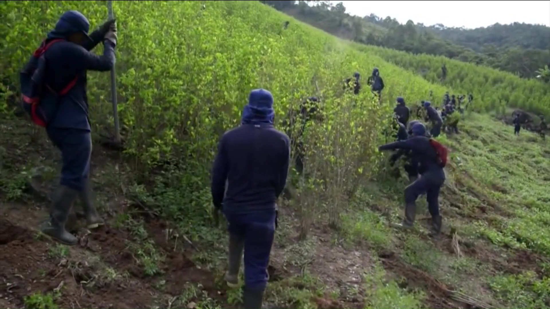 Cultivos de coca en Colombia